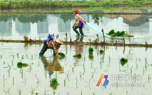 Grain in Ear will be to farmers busy planting